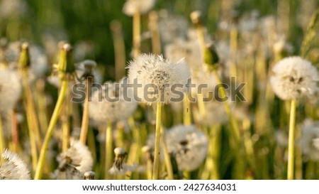 Fluffy dandelion early in the morning on green grass, bright sun