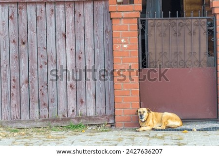 A lonely dog is looking for companionship and love A dog yearns for a warm home and a caring owner An old merchant's house symbolizes hope and opportunity for a dog Royalty-Free Stock Photo #2427636207