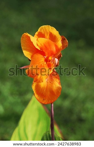 Blooming orange colour canna flower isolated on blurred green background, image for mobile phone screen, display, wallpaper, screensaver, lock screen and home screen or background