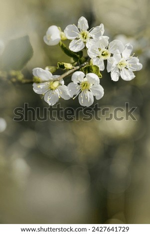 Spring floral scenery with apple blossoms, close up white flowers with bokeh blur texture background with copyspace, Floral still life outdoor beautiful blooms, nature design screensaver, pastel color