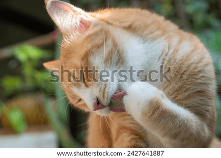 The picture of the cat licking the hand is very cute.