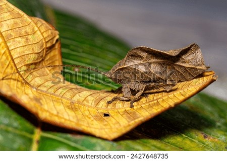Dead-leaf Grasshopper. Amazing creature, looks like dead leave. Picture taking in amazonian rainforest.