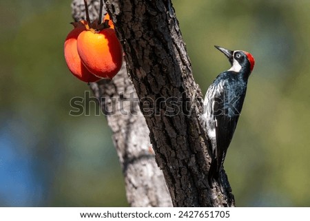 Acorn woodpecker on persimmon tree. Picture taken in Cupertino, California