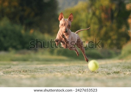 An eager American Hairless Terrier dog dashes towards a tennis ball, displaying athleticism and focus. Royalty-Free Stock Photo #2427653523