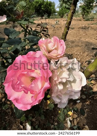 Isolated roses with leaves against a backdrop of soil