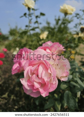 Roses with leaves against a backdrop of sky