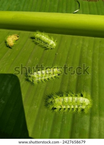 Green caterpillars on banana leaves Royalty-Free Stock Photo #2427658679