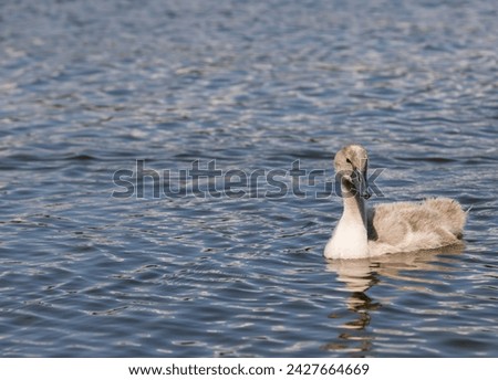 grey chicks of the white sibilant swan with grey down, young small swans with adult swans parents Royalty-Free Stock Photo #2427664669