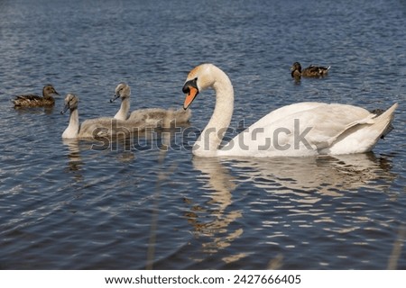 grey chicks of the white sibilant swan with grey down, young small swans with adult swans parents Royalty-Free Stock Photo #2427666405