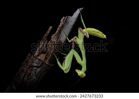 Preying Mantis, Green insect, Isolated, Black Background, Selective Focus Royalty-Free Stock Photo #2427673233