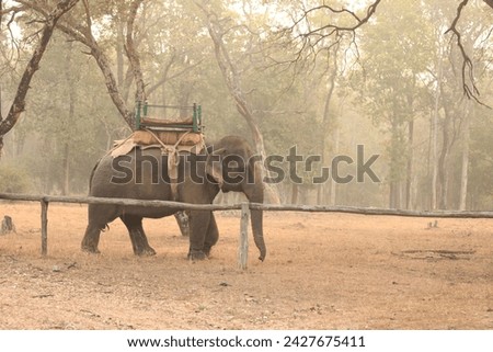 Elephant ridden in wildlife park india