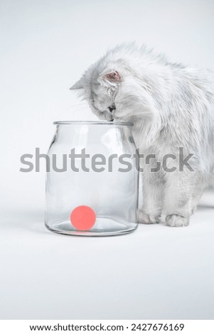 Close-up studio shot of a white persian chinchilla cat playing with a red ball in a jar on a white background Royalty-Free Stock Photo #2427676169