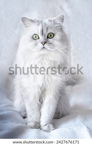 Studio shot of a white persian chinchilla cat on a white textured background close up Royalty-Free Stock Photo #2427676171