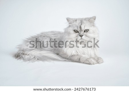 Studio shot of a white persian chinchilla cat on a white background Royalty-Free Stock Photo #2427676173