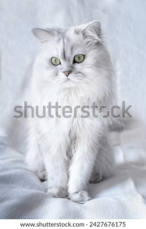 Studio shot of a white persian chinchilla cat on a white textured background close up Royalty-Free Stock Photo #2427676175