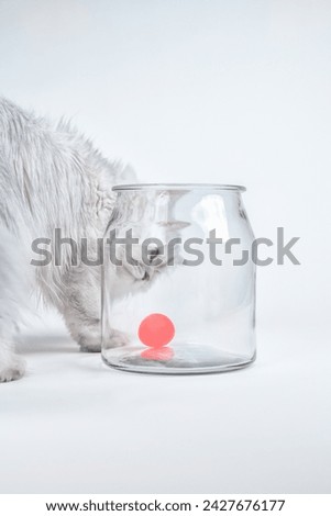 Close-up studio shot of a white persian chinchilla cat playing with a red ball in a jar on a white background Royalty-Free Stock Photo #2427676177