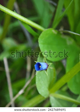 Cute Flowers Azurea royalty-free images