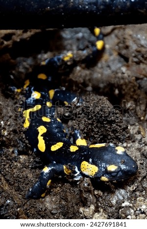 A fire salamander (Salamandra salamandra) with smooth, moist, glistening skin. The salamander is black with yellow spots, surrounded by soil. The salamander is facing the camera and has a long tail.
