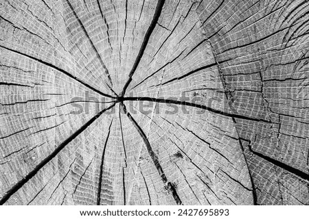 Beautiful wooden fracture old oak, natural texture close up, texture consisting of old surface wooden fracture oak, striped texture wooden old oak, decorative tabby fracture for wallpaper background
