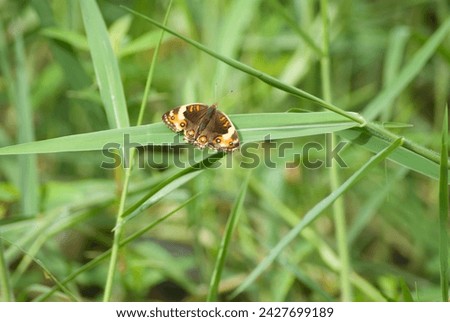 Butterflies perched on flowers among green leaves with a blurry background