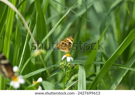 Butterflies perched on flowers among green leaves with a blurry background