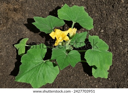 Young plant of pattypan squash growing in a garden, early summer. Vegetables production, home gardening  Royalty-Free Stock Photo #2427703951