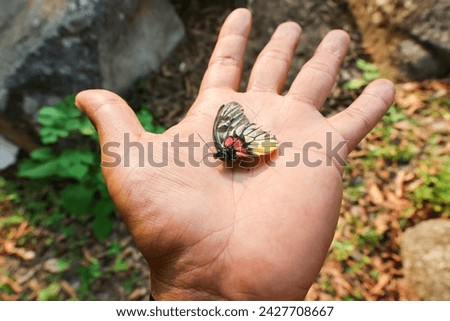 The wings of a dead butterfly rest on your hand. Beautiful butterflies have a short life. Royalty-Free Stock Photo #2427708667