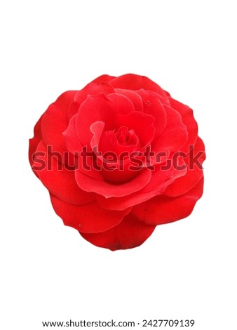 Red Rose Flower isolated on white background