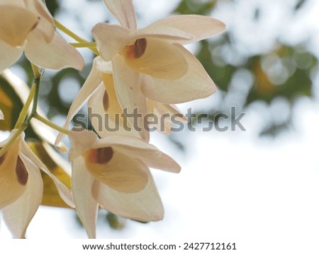 The closeup picture or orchids, "Dendrobium" found in Thailand,NorthEastern area.