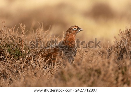 Red Grouse, Scientific name: Lagopus Lagopus.  Close up of a Red Grouse male or cock bird, with red eyebrow, facing right on managed moorland in Winter.   Space for copy.  Horizontal.