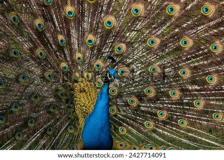 Peacock photographs, edited, vignetted, natural beauty, natural bird