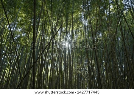 Lush, sunlight bamboo forest in Kyoto
