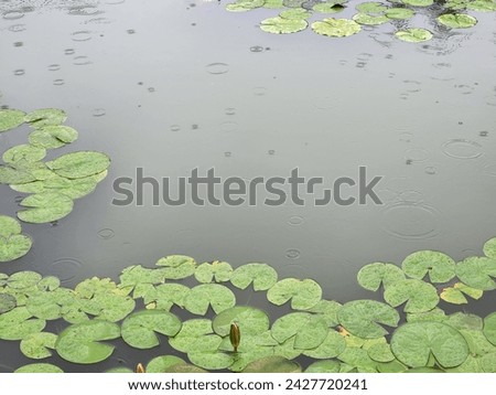 Pond landscape in the rain.