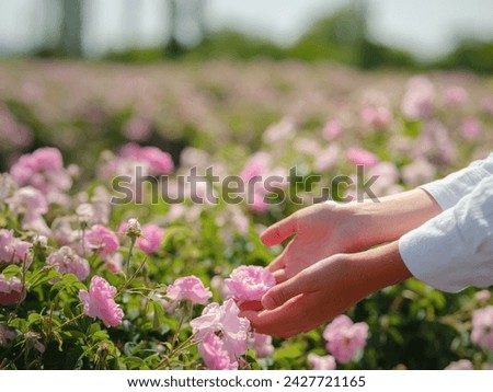 woman picking roses in Field of Damascena roses in sunny summer day . Rose petals harvest for rose oil perfume production. village Guneykent in Isparta region, Turkey a real paradise for eco-tourism. Royalty-Free Stock Photo #2427721165