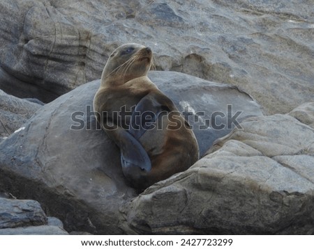 Seal, animal, baby seal, seal pup, wildlife