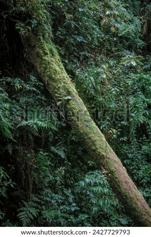 fallen tree in the jungle of Costa Rica. High quality photo