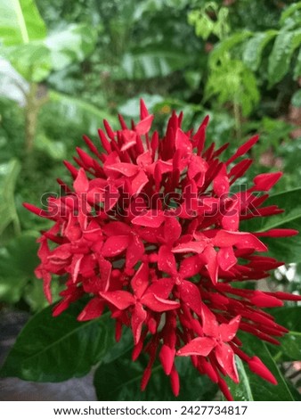 After rain, Ixora chinensis blooms radiate fresh charm. Raindrops adorn petals, enhancing allure. Fragrance intensifies, air fills with refreshing scent. 
