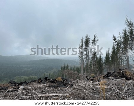 Views of timberland harvesting and timber farm near Port Angeles on the Olympic Peninsula, Washington State Royalty-Free Stock Photo #2427742253