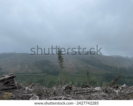 Views of timberland harvesting and timber farm near Port Angeles on the Olympic Peninsula, Washington State Royalty-Free Stock Photo #2427742285