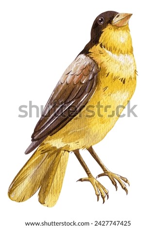 Spring yellow bird. Watercolor painting Forest inhabitant isolated white background. Hand drawn vintage cute song birds