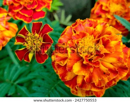 Close-up of Beautiful Flowers Tagetes patula, the French marigold, Cocok botol, or Tahi kotok in the garden