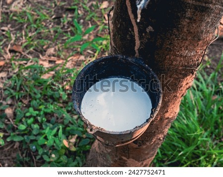 Close-up of natural fresh rubber latex from rubber trees Royalty-Free Stock Photo #2427752471
