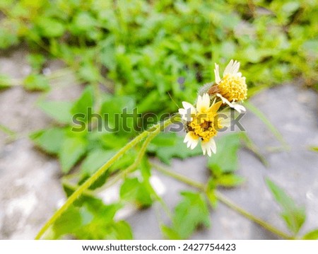 Picture of Ajeran flower growing on the yard. Picture of white flower growing on the house yard