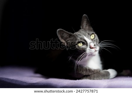 portrait of a Kitty in chiaroscuro Royalty-Free Stock Photo #2427757871