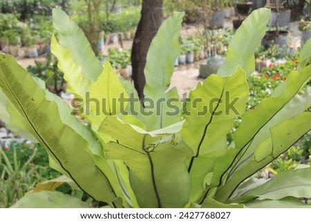 close-up of Asplenium nidus plant with a natural background