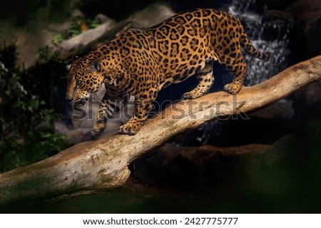 Jaguar in the nature, wild cat in in habitat, Costa Rica. Jaguar in green vegetation, river shore bank with rock, hiden in tree. Hunter in the habitat, South America. Spoted wild cat, nature wildlife.