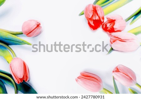 bouquet. nature. Beautiful tulip flowers on light background