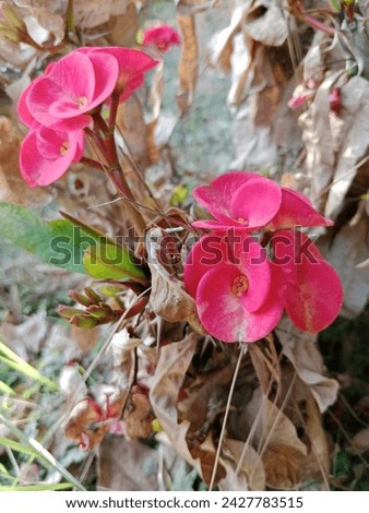 Euphorbia Milii Crown Of Thorns Plant Pictures