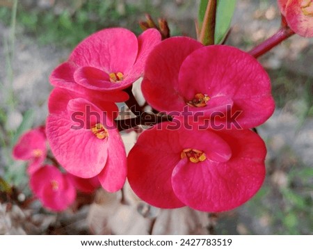 Euphorbia Milii Crown Of Thorns Plant Pictures