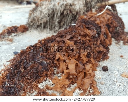 Technique for photographing seaweed stranded on the beach, becoming trash that cannot be used, nature concept